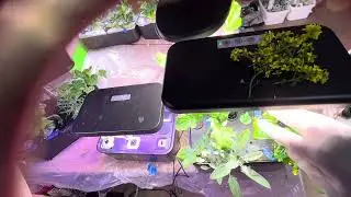 Mystery In The Garden #hydroponic #WIG2024 #sage