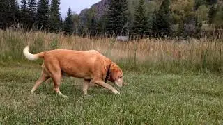 Good Boy