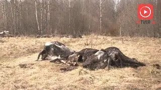 СКОТСКОЕ ОТНОШЕНИЕ. 2018-04-19