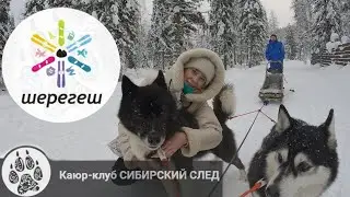 Хаски. Шерегеш Сектор Е. Катание на упряжках.