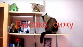 Высоко сижу