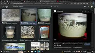 ¿Qué es el microgusano de avena?