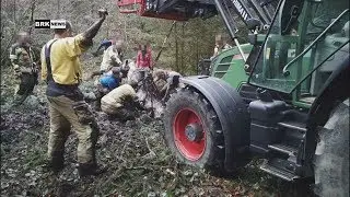 Jona SG: Dramatische Rettung mitten im Wald – Pferd versinkt in einem Schlammloch
