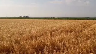 Ячмінь Валькірія перед збиранням.