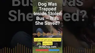 Dog Found Trapped Inside Stolen Bus – Was She Saved? #shorts #dogs (OctaDog.com)