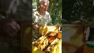 ГАРНИЙ, СМАЧНИЙ, ЦІЛЮЩИЙ МЕД З ЗОЛОТАРНИКУ НА ПАСІЦІ УКРАЇНСЬКОГО БДЖОЛЯРА ВАСИЛЯ ПРИЯТЕЛЕНКО