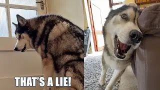 Husky Thinks Everyone Is There For Him!