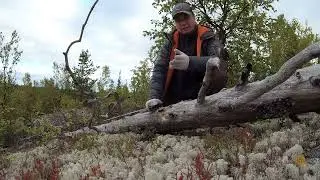 Стройка тайной хижины в тайге. Медведь пришёл. Всё пошло не по плану