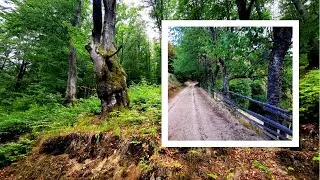 Drumul spre Ursici, urcușul prin pădure