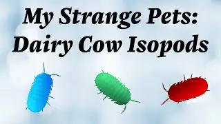 My Strange Pets: Dairy Cow Isopods