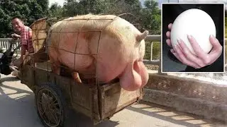 Вот у кого самые большие ЯЙЦА!