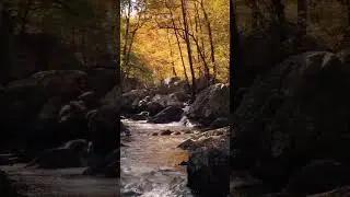 Nature🌹I Love N@ture | #naturelovers #subscribe #gurdan #nkm