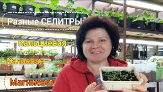 Чем подкормить всходы? О важности Ca и P для сеянцев и черенков. Умничаю о..!