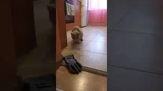 Кот vs перчатка 
