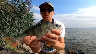 Nagły atak okoni 😁🎣 Jak złowić je na dropshot, czeburaszkę i obrotówki!