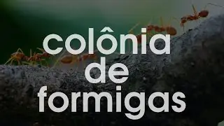 Algoritmo Colônia de Formigas