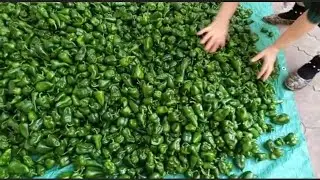 SALT-500KG PEPPER! EVERYONE IS SHOCKED!😯😯😯🌶️🌶️🌶️🌶️🌶️