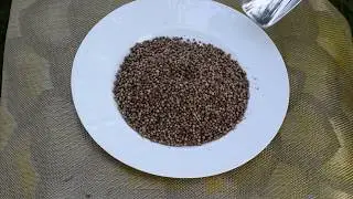 Кинза (Кориандр)