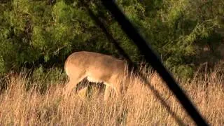 Mike McFerrin Texas Buck with NAP Killzone® broadhead