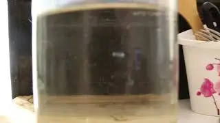 самбука
