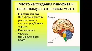 гипофиз гипоталамус части мозга человека регулируют поведение