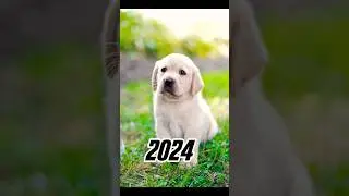 2024 dog 🐶 vs 5000 BCE dog 🐕 💥💥 #viral #shorts