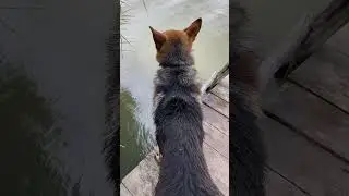 Хитрый пёс 