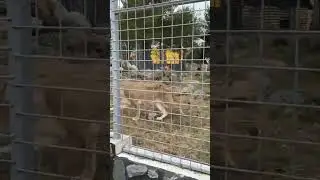 Карельский зоопарк