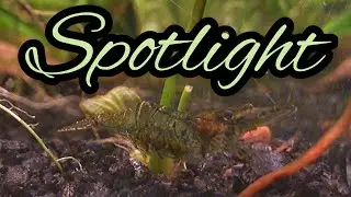 Spotlight: Ghost Shrimp (Care Guide)