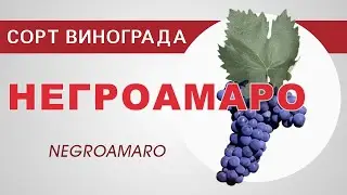 Сорт винограда Негроамаро