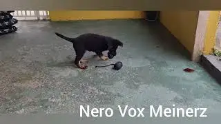 NERO VOX MEINERZ