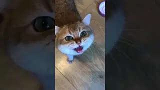 Вааа кот#котята