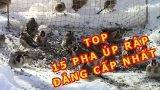 Tổng hợp những pha Kéo Rập Đẳng cấp | Bẫy chim kiểu độc lạ | Cận Cảnh Những Pha úp chim đẳng cấp