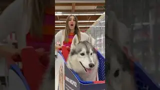 COMPRO tutto ció che TOCCA il mio CANE a tema HALLOWEEN🎃👻🛍️ 