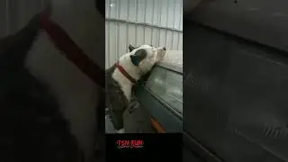 собака утилизатор машин