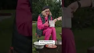 Как подготовить чеснок к посадке?