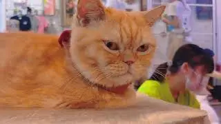 CATURDAY CAT CAFE - คาเฟ่แมวครั้งแรกของเชฟเวนดี้