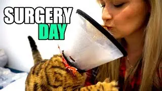 SURGERY DAY! Bengal Cat 🙀🤞🤕