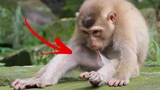 He is sleeping, but what does he do? 😒😂🐒.