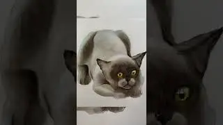 Кот акварелью. По следам марафона.
