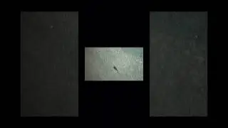 🦂🦂🦂🦂