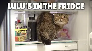 LuLu Knows How to Open the Fridge!ㅣKittisaurus