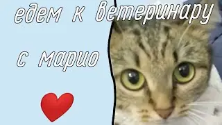 едем к ветеринару,Марио аж дрожит  от страха.🙂