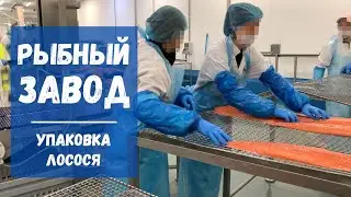 Работа в Польше на рыбном заводе. Упаковка лосося | Работа на рыбном заводе в Польше