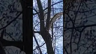 squirrel hunters. it's on the limb at the end.