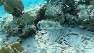 Igelfisch Bonaire 