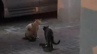 Cats screaming at each other before fight