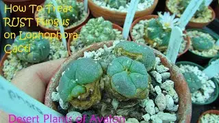 How I Treat RUST Fungus on Lophophora Cacti 'Peyote Cactus' 