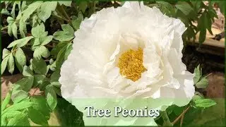 Tree Peony Varieties & How to Grow Them (Peony Rose) -  Ron Boekel