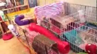 Sarah Bunny 500 Subscriber Contest Entry | Valentines Day Cage Tour!